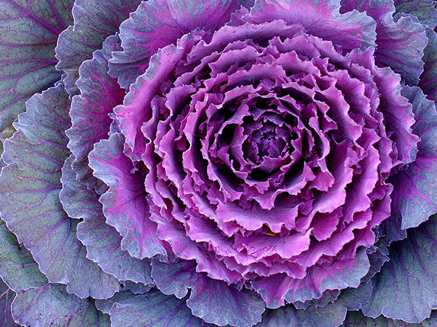 Sustainable Food