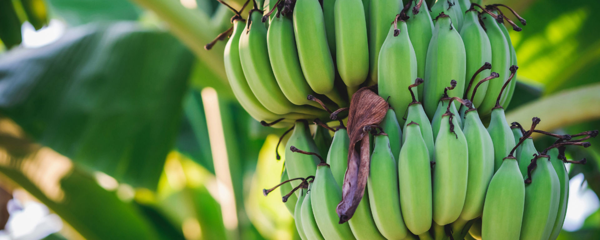 Chiquita Hero